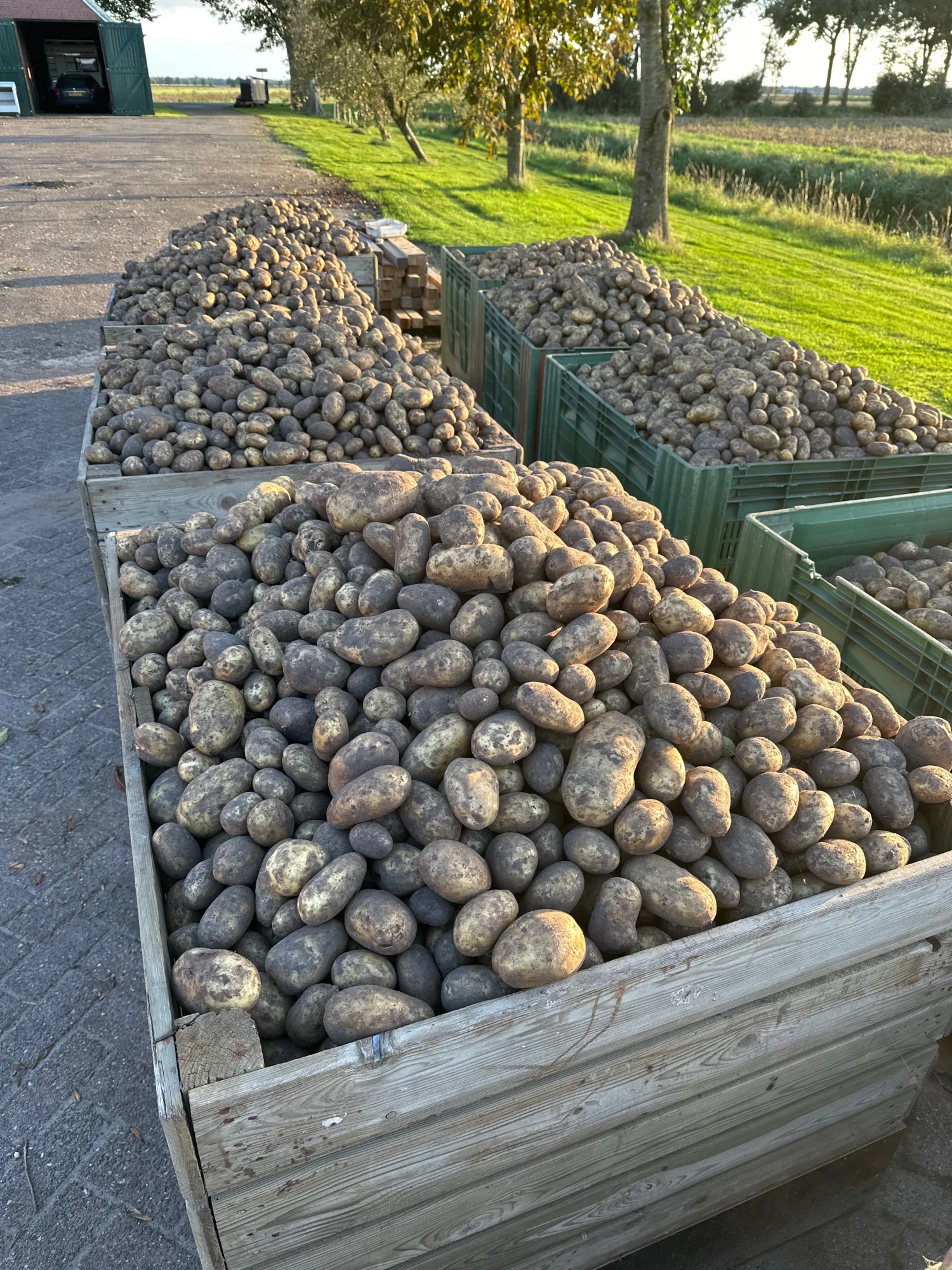 Vitabella Aardappelen | 20 Ton Beschikbaar