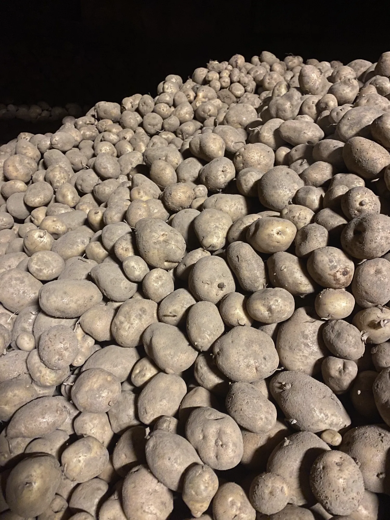 Bintjes Aardappelen - 60 Ton Beschikbaar