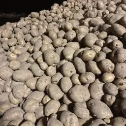Bintjes Aardappelen - 60 Ton Beschikbaar