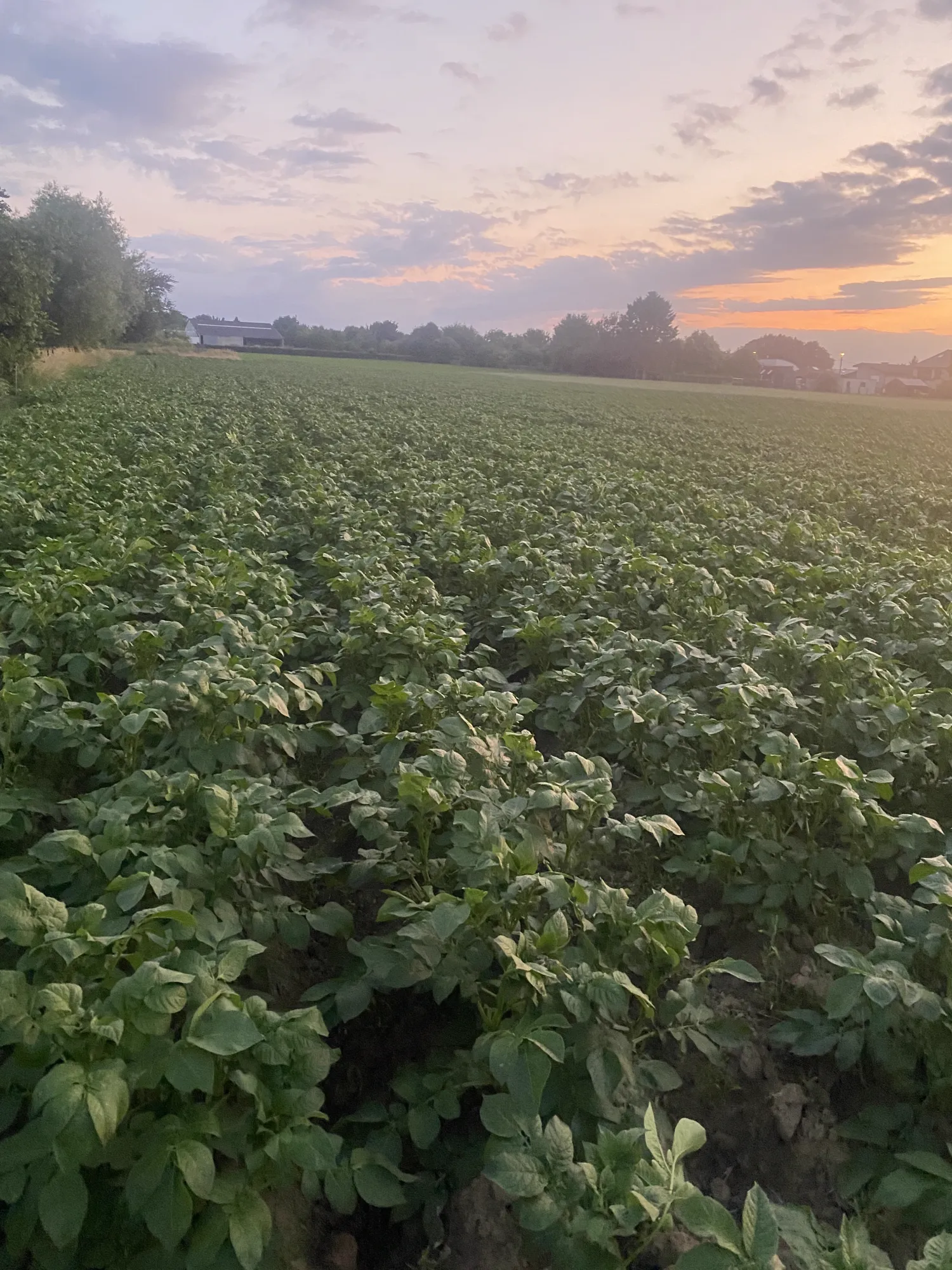 Bintjes Aardappelen - 60 Ton Beschikbaar