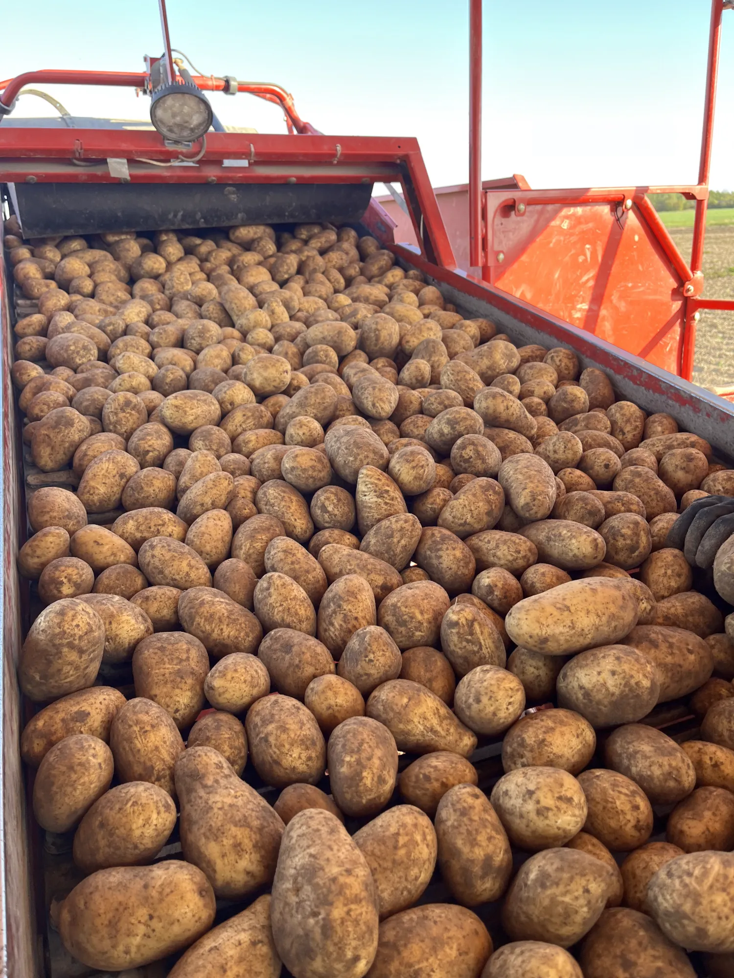 Futterkartoffeln: 110 Tonnen zu verkaufen