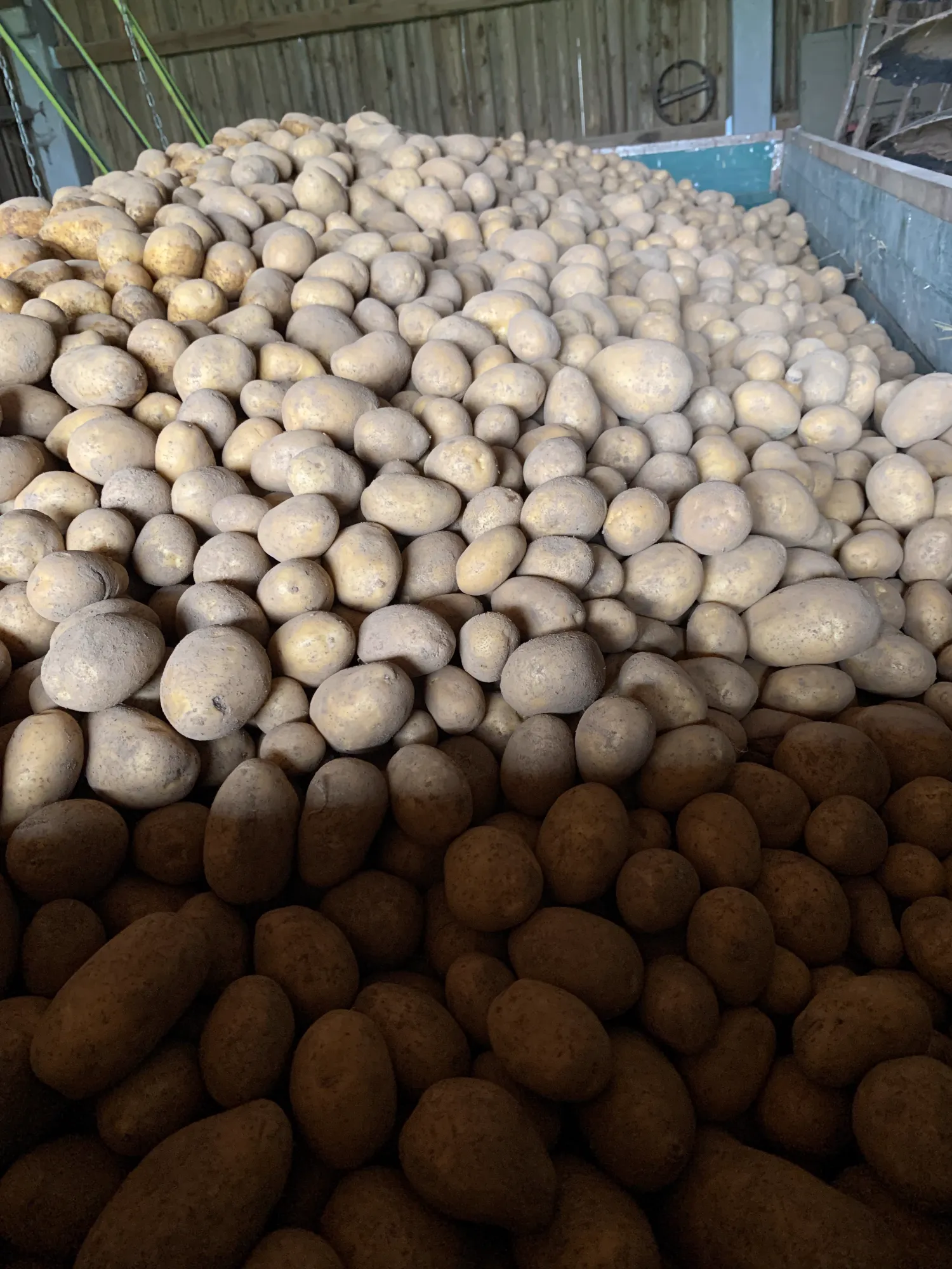 Uitstekende consumptieaardappelen Soraya - Ca. 5 ton
