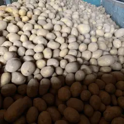 Uitstekende consumptieaardappelen Soraya - Ca. 5 ton