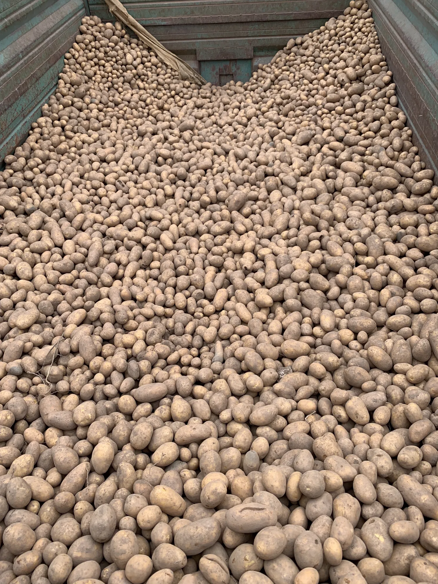 Uitstekende consumptieaardappelen Soraya - Ca. 5 ton