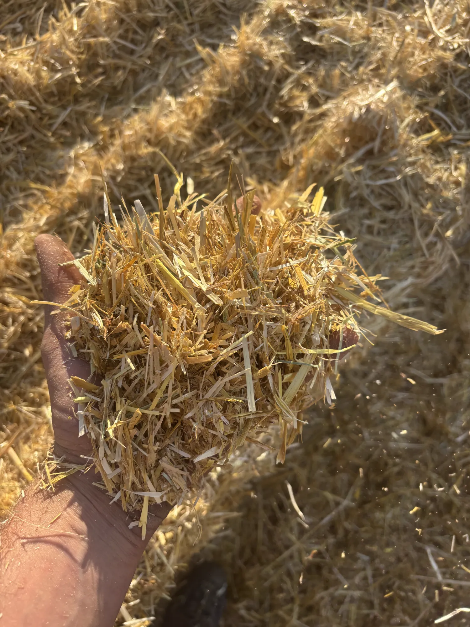 Stro Hakselbalen kopen | Gerst & Tarwe Oogst 2025