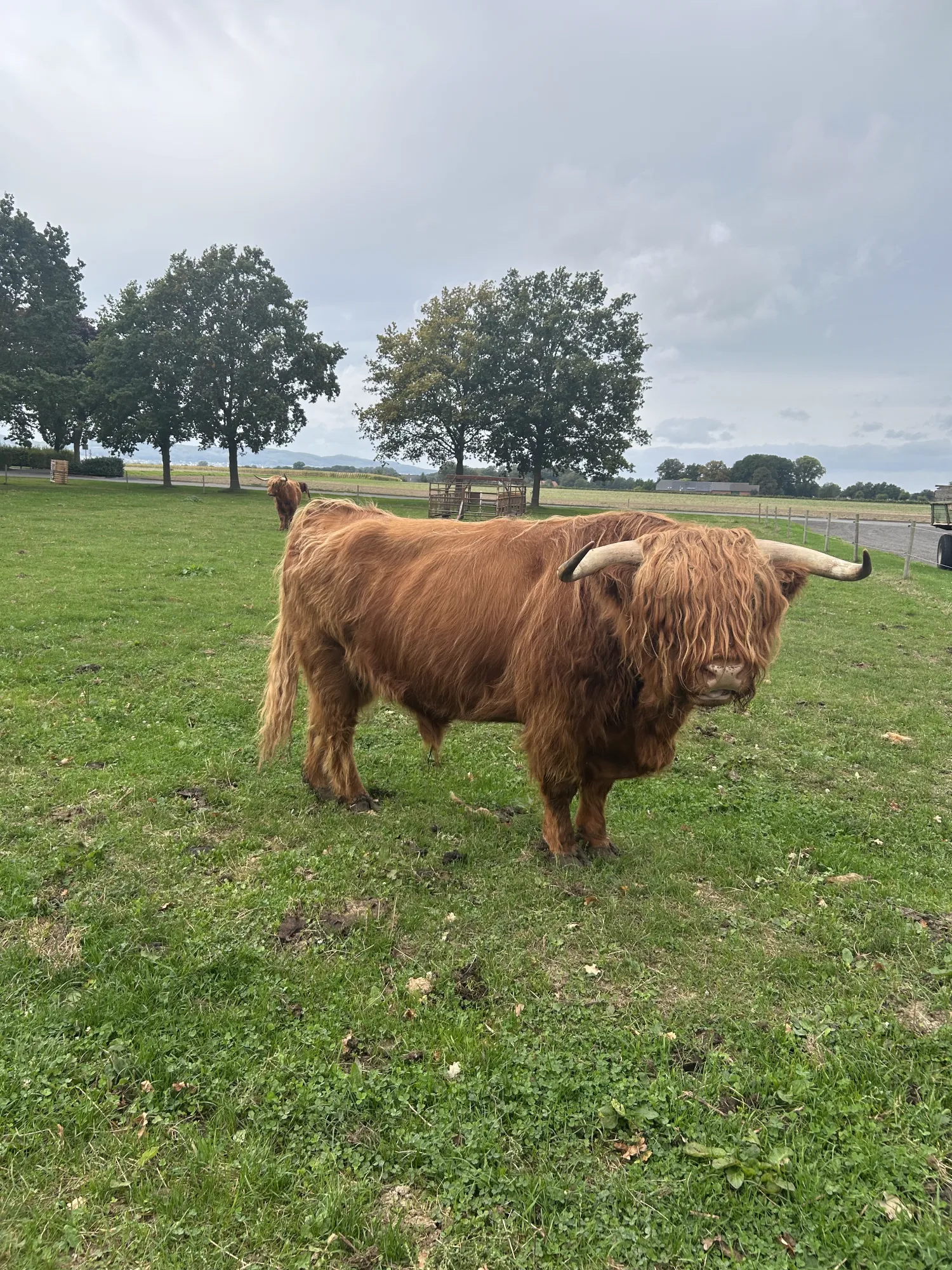 Hooglander Runderen Te Koop - Weidegang, Mensvriendelijk
