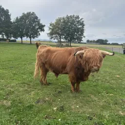 Hooglander Runderen Te Koop - Weidegang, Mensvriendelijk