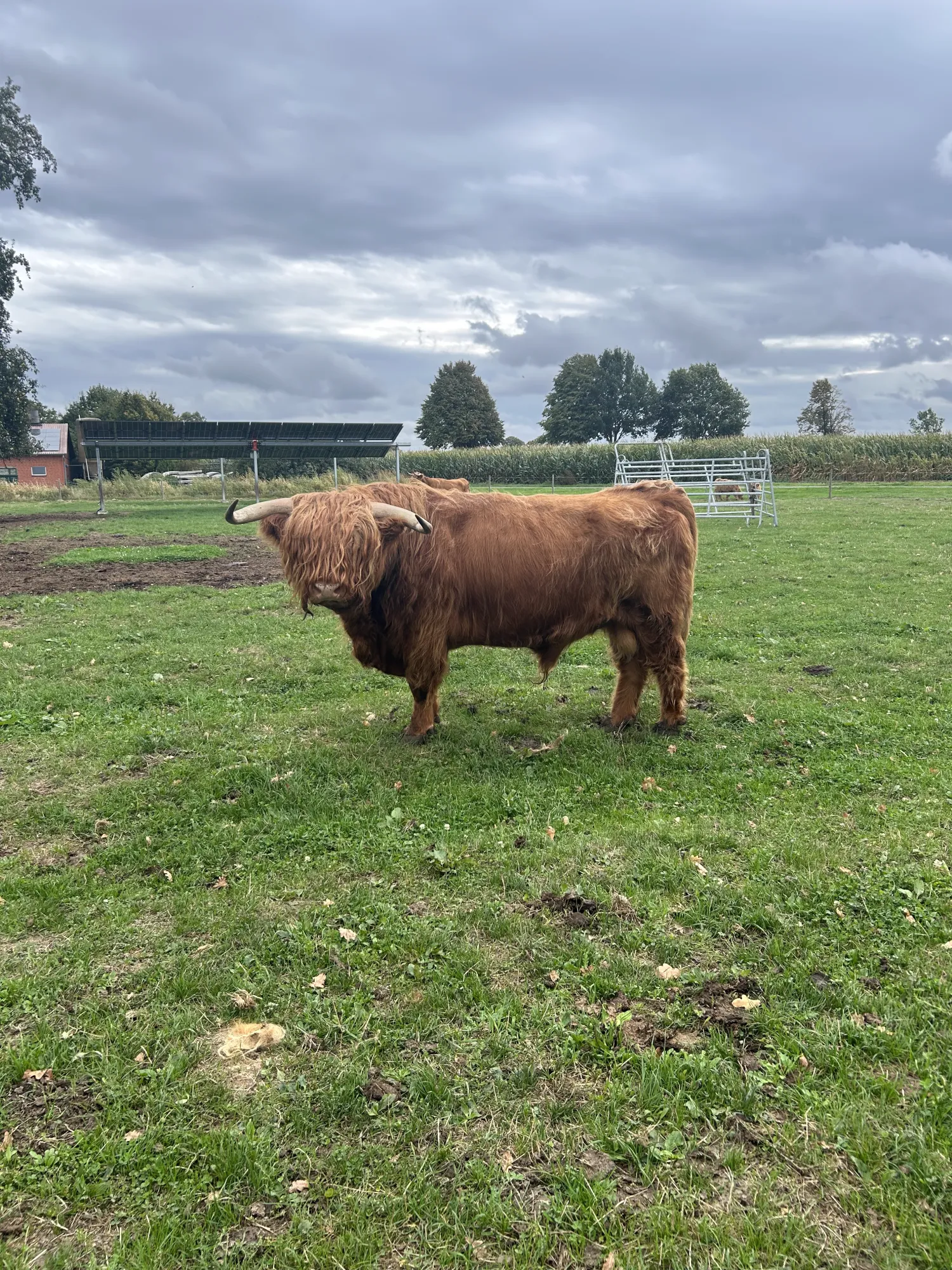 Hooglander Runderen Te Koop - Weidegang, Mensvriendelijk