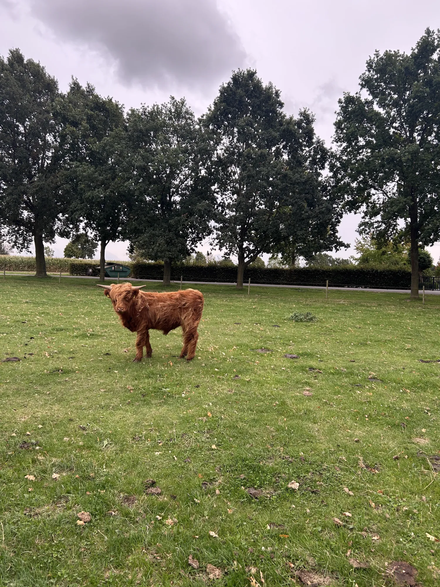 Hooglander Runderen Te Koop - Weidegang, Mensvriendelijk