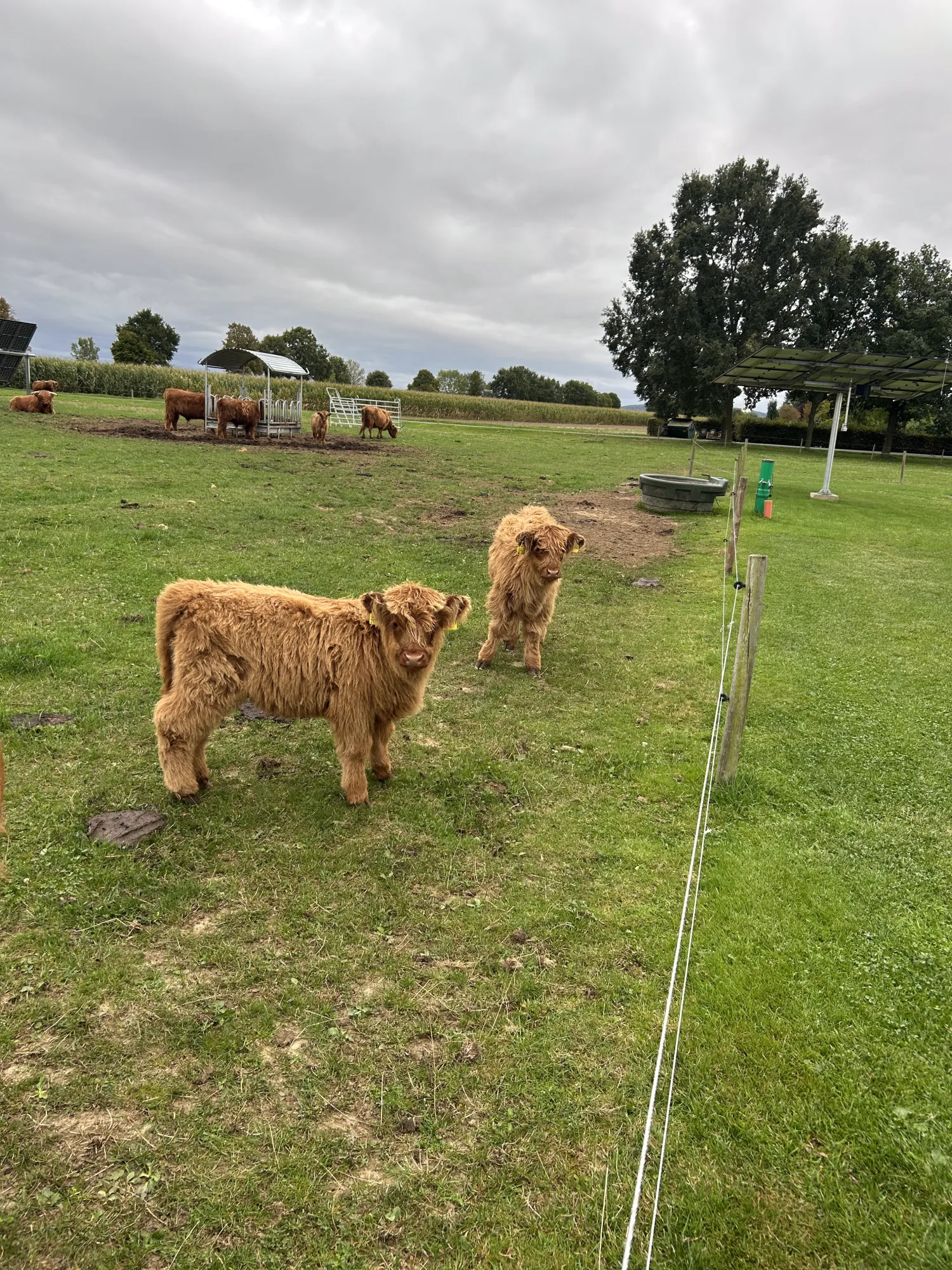 Hooglander Runderen Te Koop - Weidegang, Mensvriendelijk