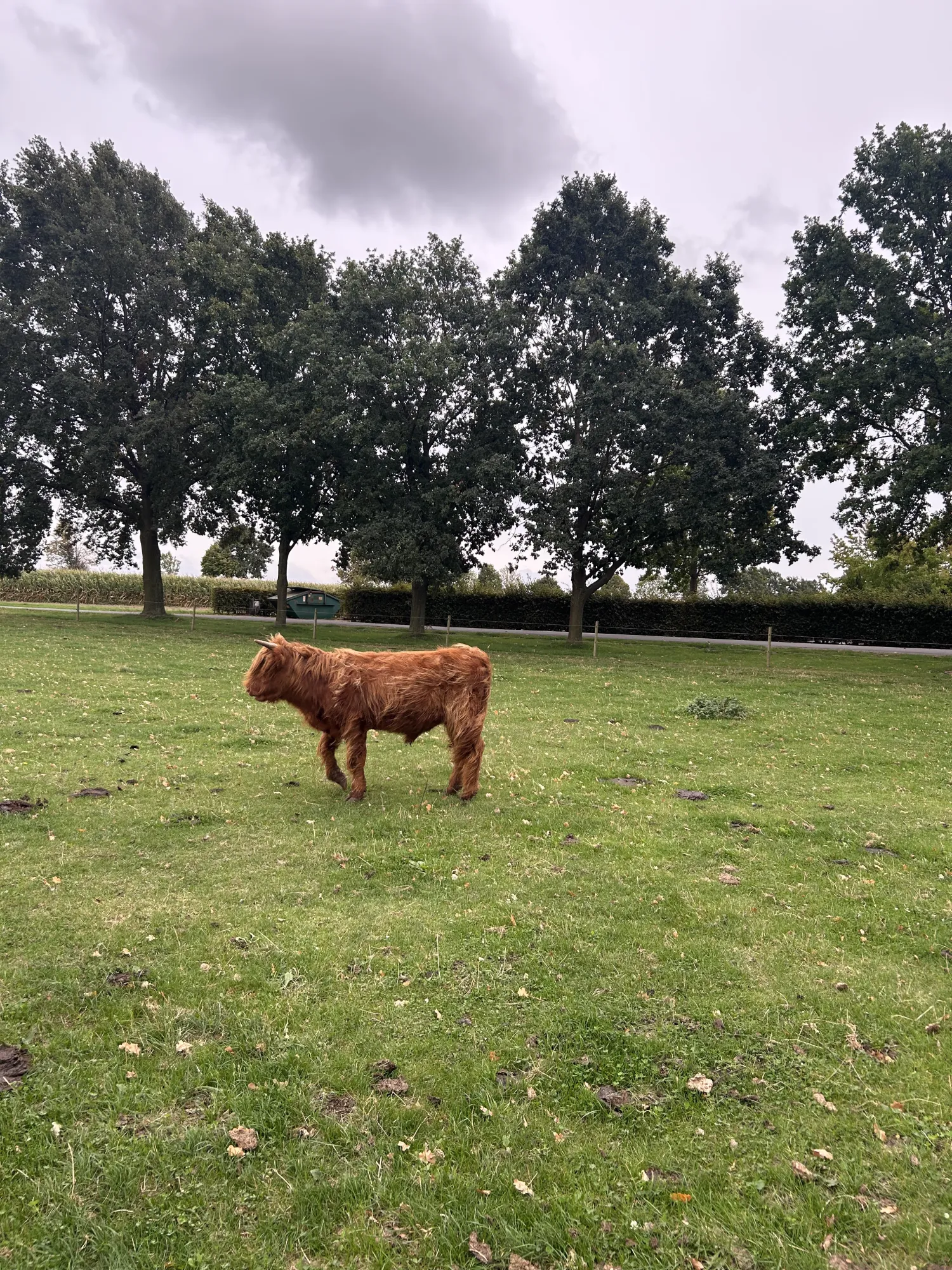 Hooglander Runderen Te Koop - Weidegang, Mensvriendelijk
