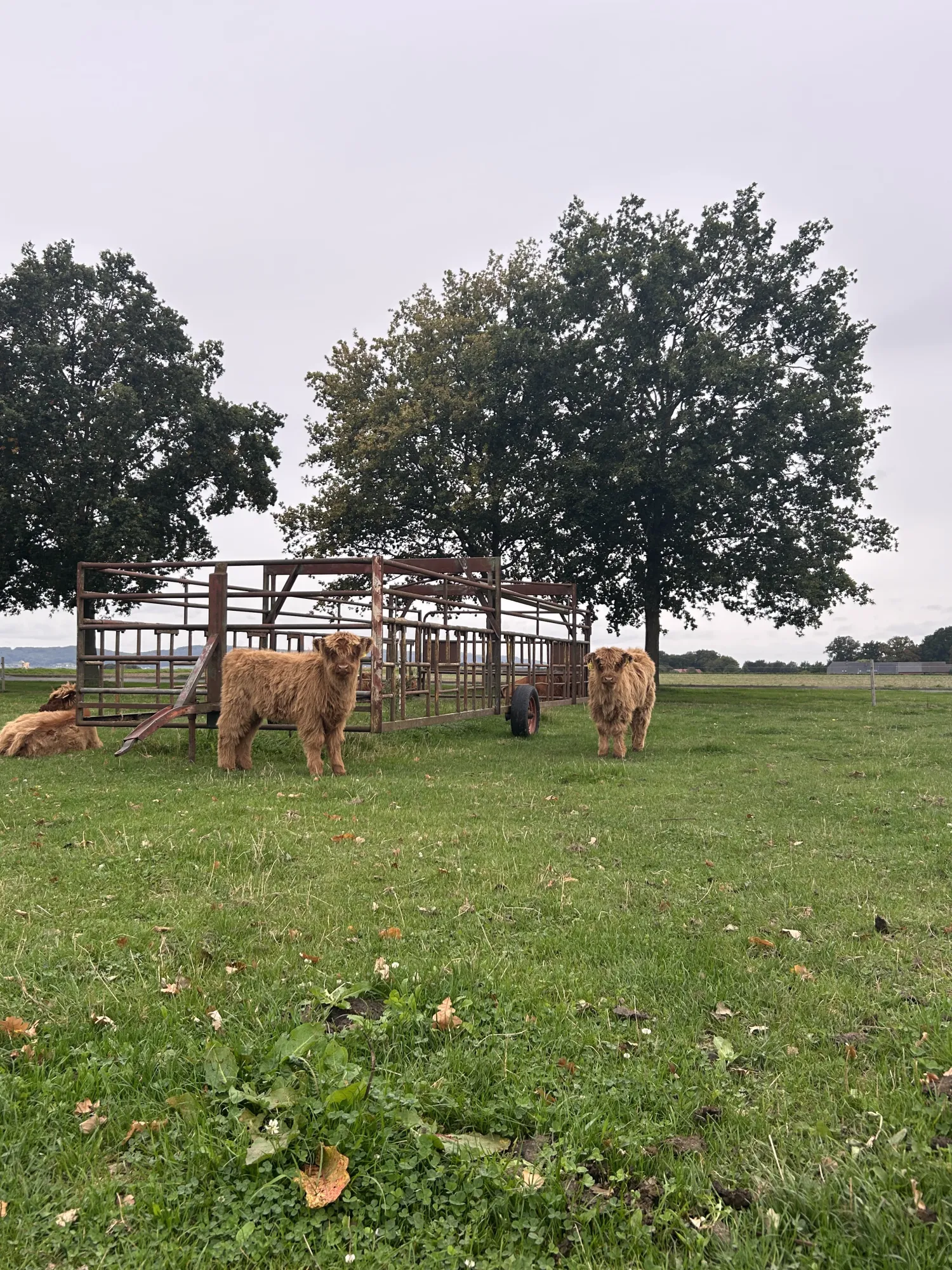 Hooglander Runderen Te Koop - Weidegang, Mensvriendelijk