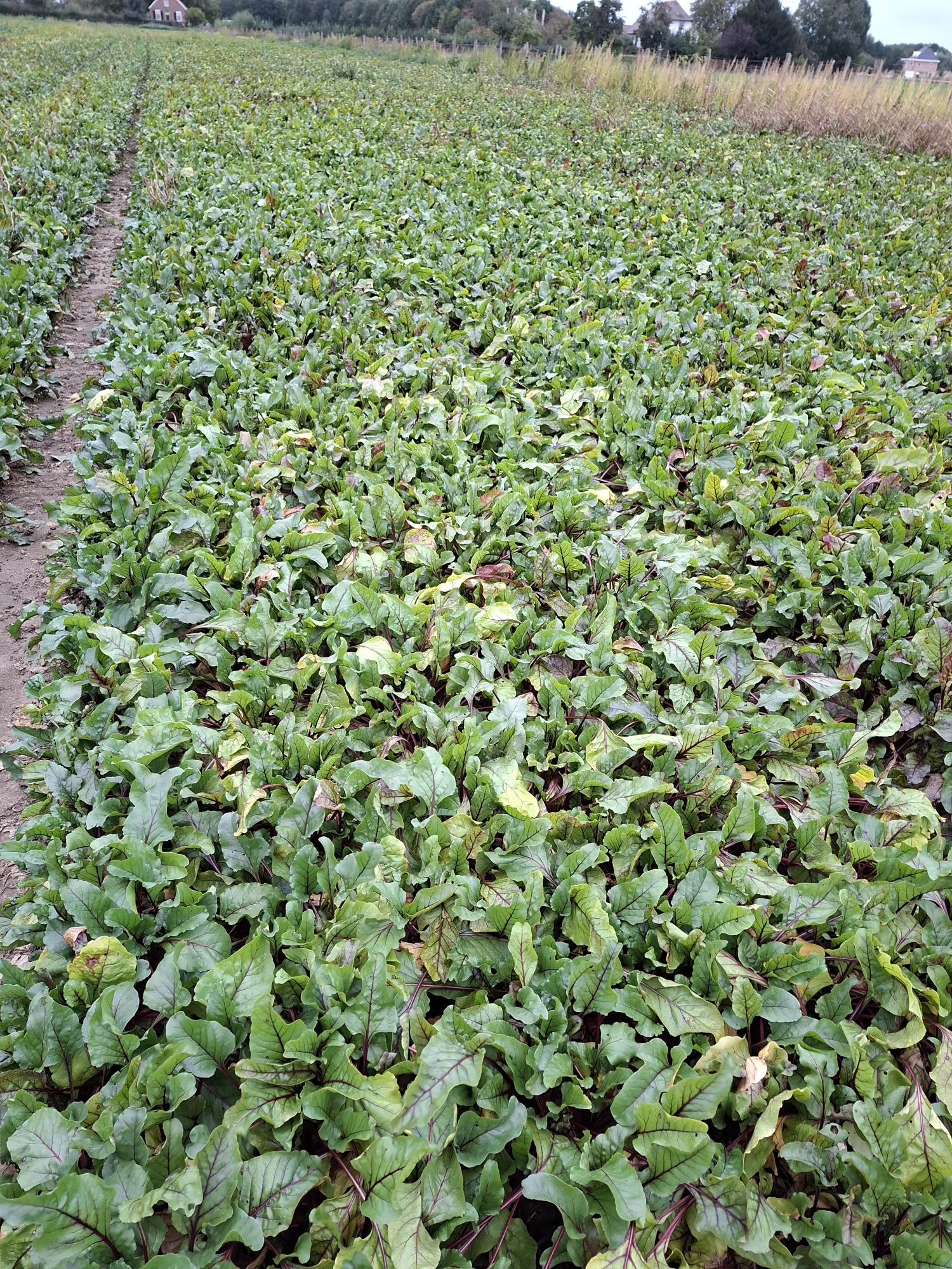 2.3 ha Bresko te koop - Perceel beschikbaar