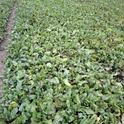 https://cdn.farmtrade.nl/media/165780/conversions/VwqSGg-thumbnail.webp