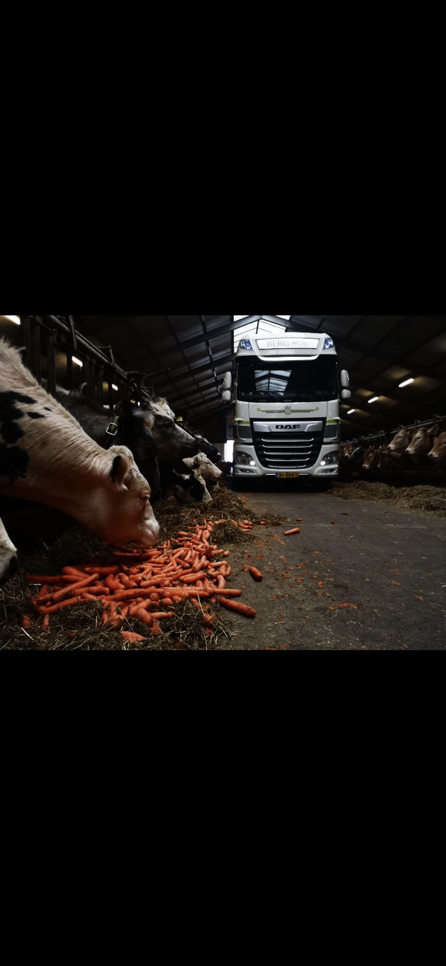 Voederbieten/Suikerbieten gezocht (gangbaar & bio)