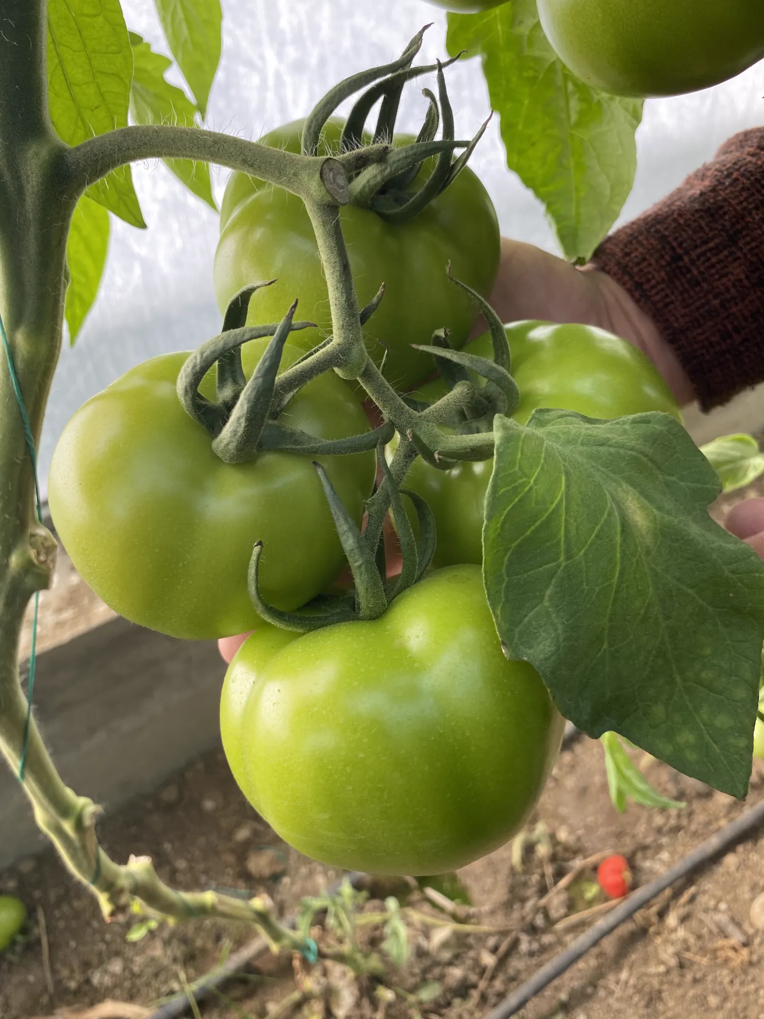 Kasafdekkingen, kunststof & meer in Antalya