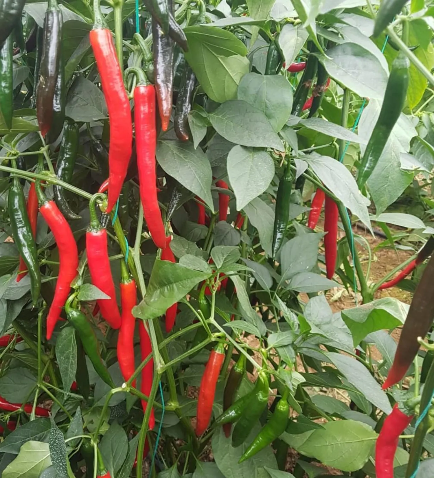 Kasafdekkingen, kunststof & meer in Antalya