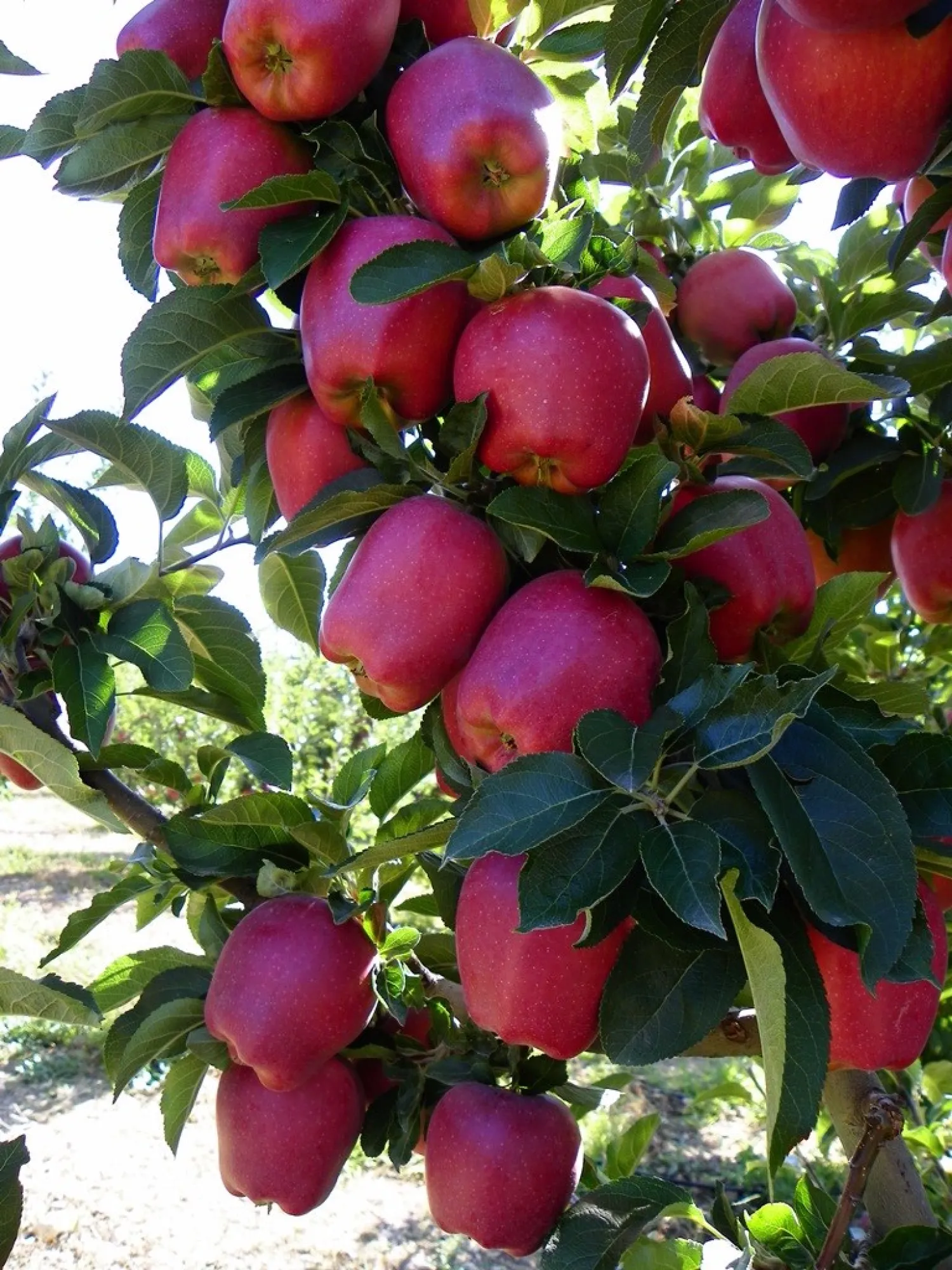 Kasafdekkingen, kunststof & meer in Antalya