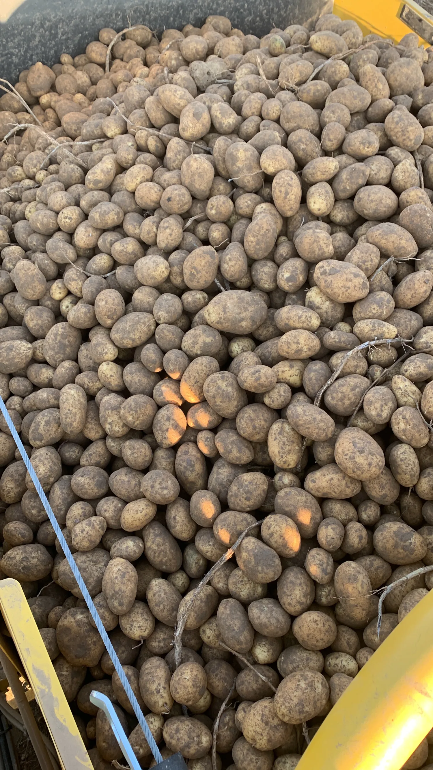 Fontane 50+ aardappelen voor export, QS gecertificeerd