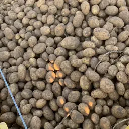 Fontane 50+ aardappelen voor export, QS gecertificeerd