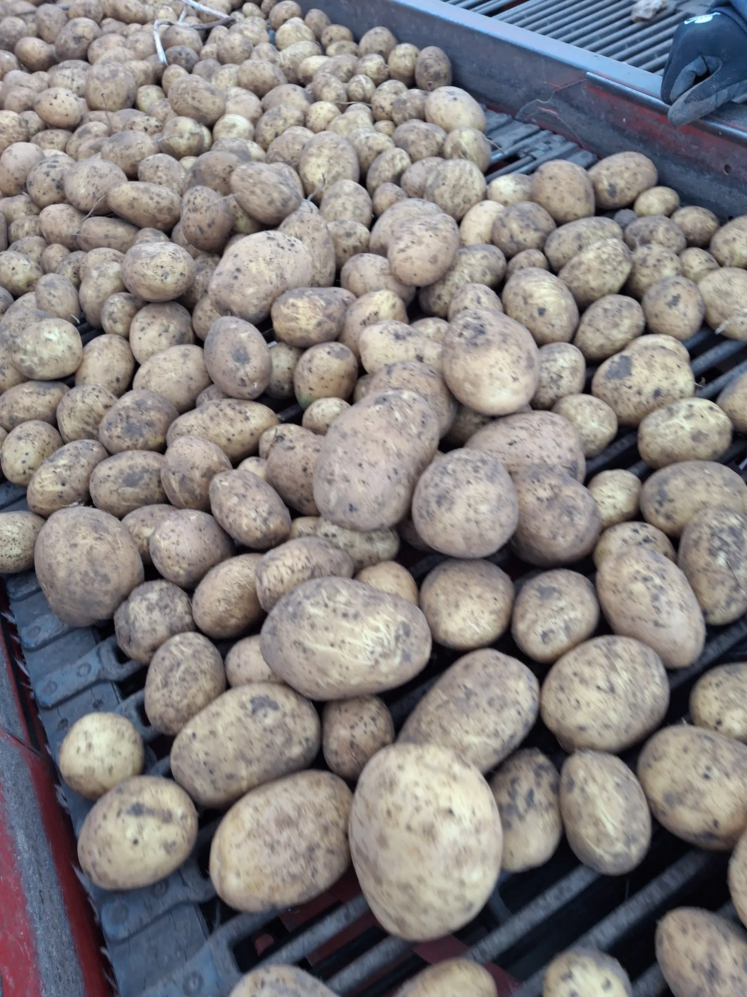 Aardappelen te koop: Eurogrande, Tomensa & Rumba | Hoge kwaliteit