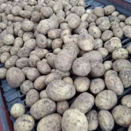 Aardappelen te koop: Eurogrande, Tomensa & Rumba | Hoge kwaliteit