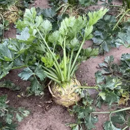 Kup seler korzeniowy: 3ha świeżo zebranego selera