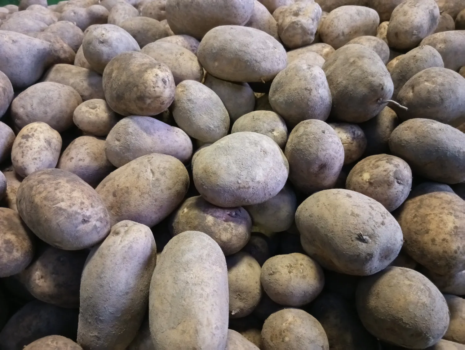 Premium CAMELIA aardappelen - Hoge kwaliteit, 200 ton
