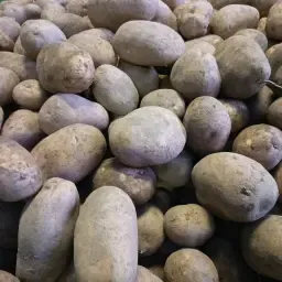 https://cdn.farmtrade.nl/media/166686/conversions/7kLwqE-thumbnail.webp