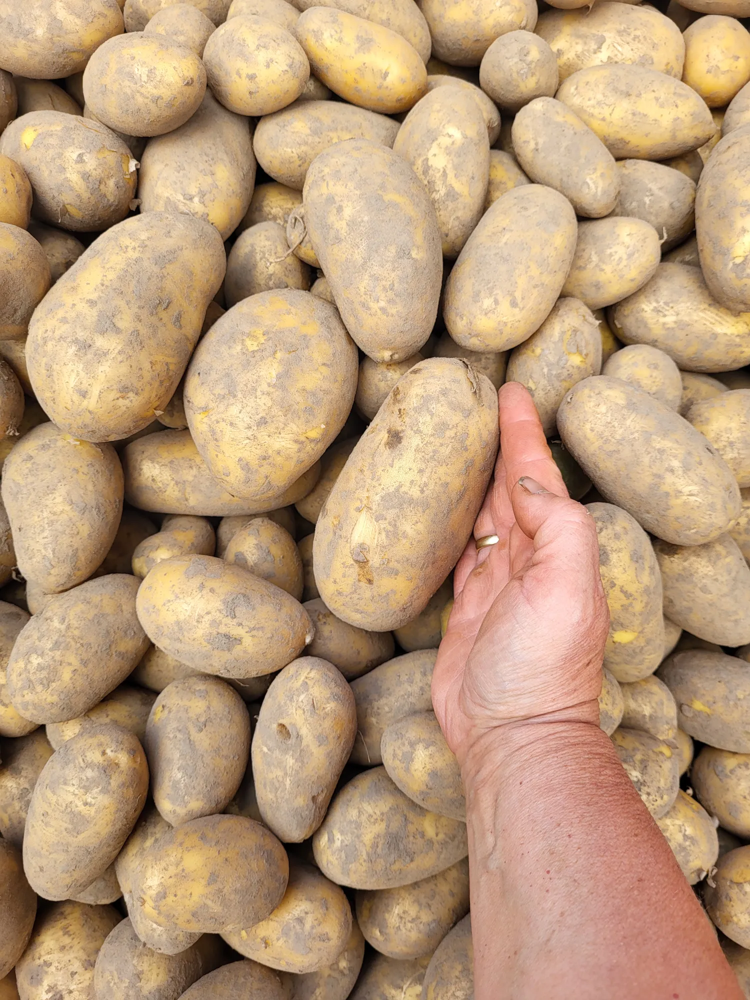 Купете Bioland твърди картофи за готвене