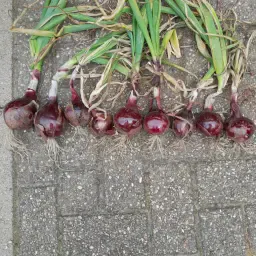 https://cdn.farmtrade.nl/media/166783/conversions/jbawCb-thumbnail.webp
