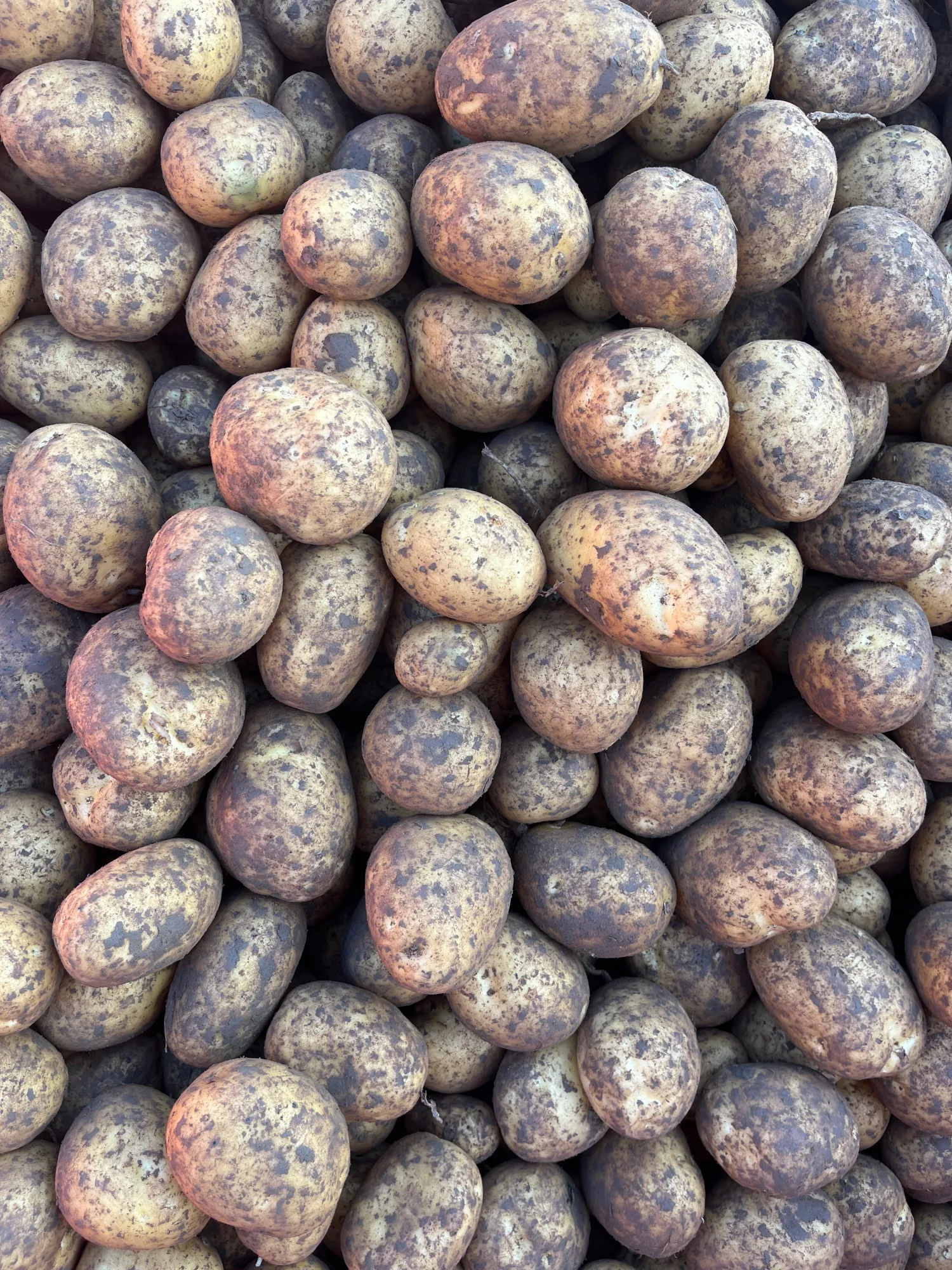 Aardappelen kopen | Jule & Merle kwaliteit