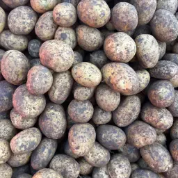 Aardappelen kopen | Jule & Merle kwaliteit