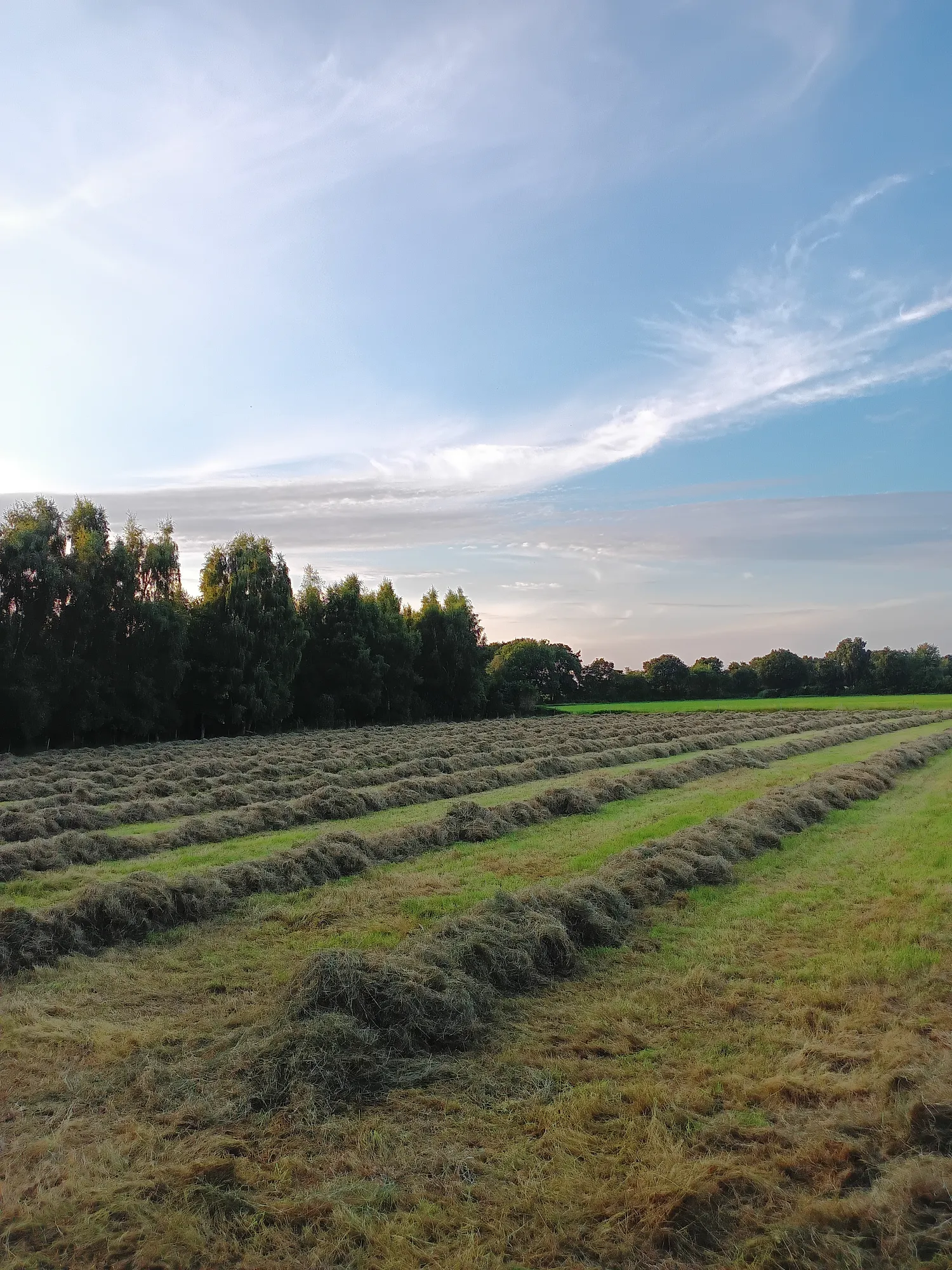 Heulageballen zu verkaufen, 1,35m Durchmesser, Top Qualität