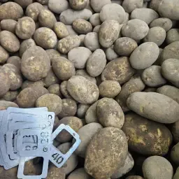 Cartofi Fontane: 100-150t Disponibili, Uwg 380-390