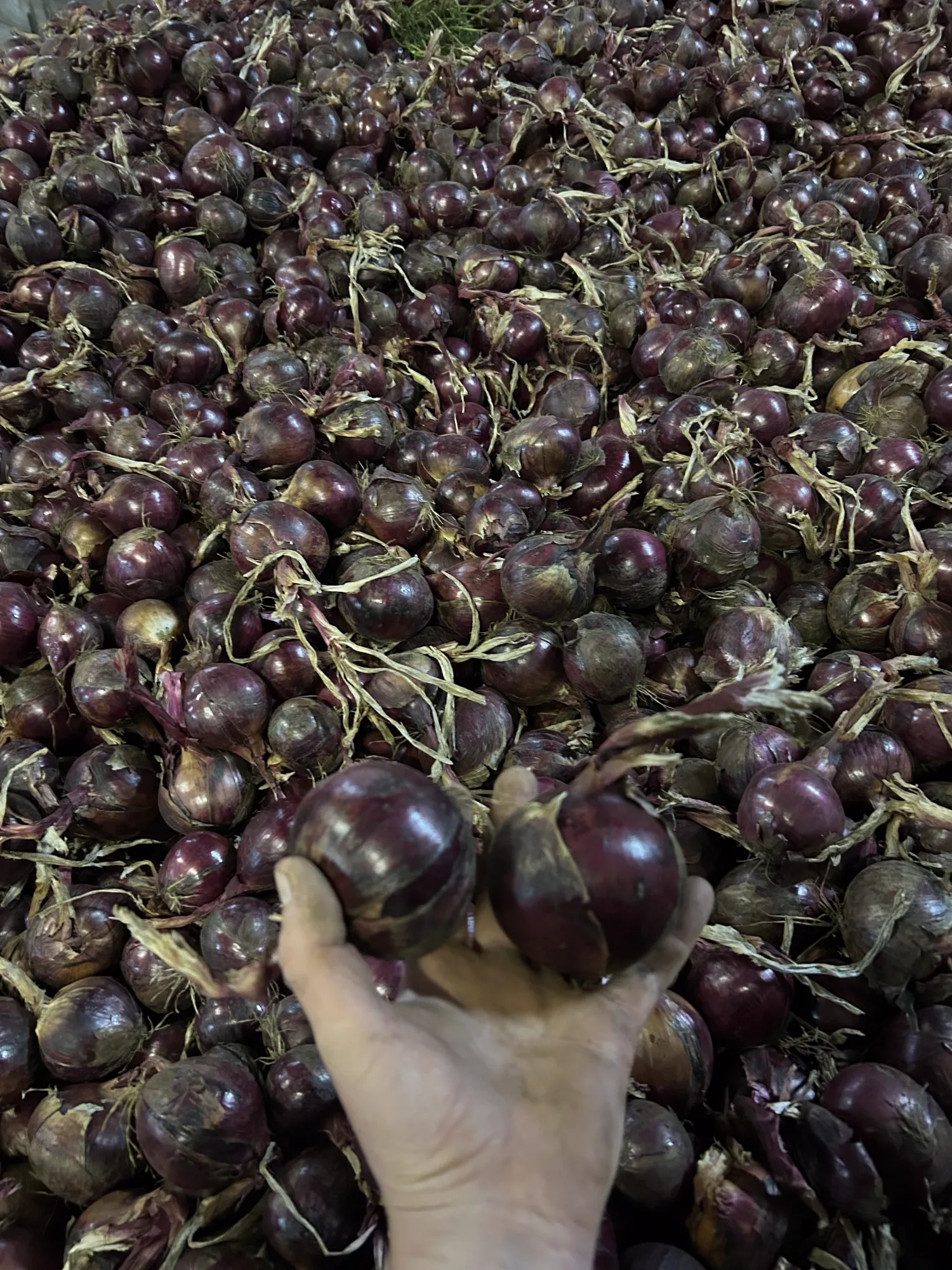 Rode uien (Red Tide) te koop - Topkwaliteit, Mh behandeld