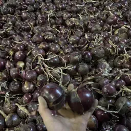 Rode uien (Red Tide) te koop - Topkwaliteit, Mh behandeld