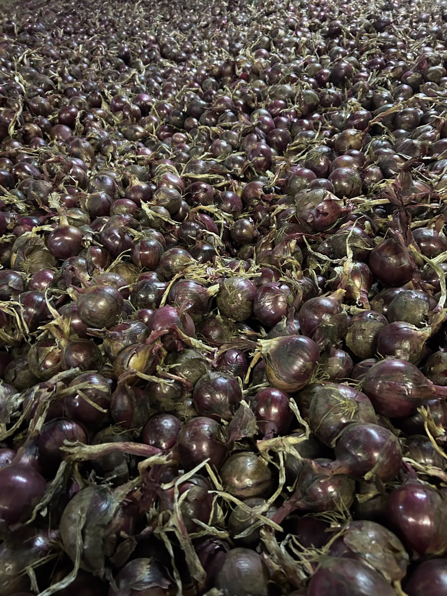 Rode uien (Red Tide) te koop - Topkwaliteit, Mh behandeld