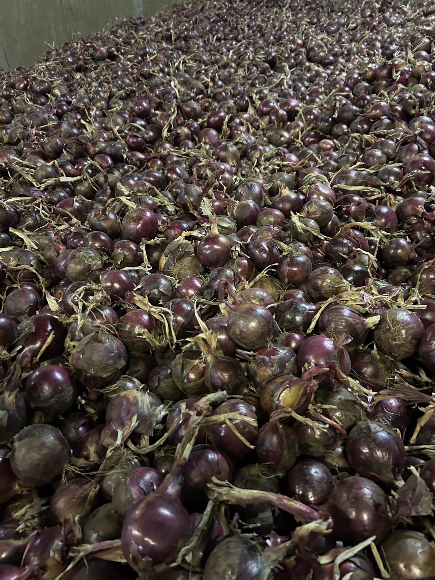 Rode uien (Red Tide) te koop - Topkwaliteit, Mh behandeld