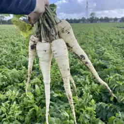 https://cdn.farmtrade.nl/media/167200/conversions/AfAlHU-thumbnail.webp