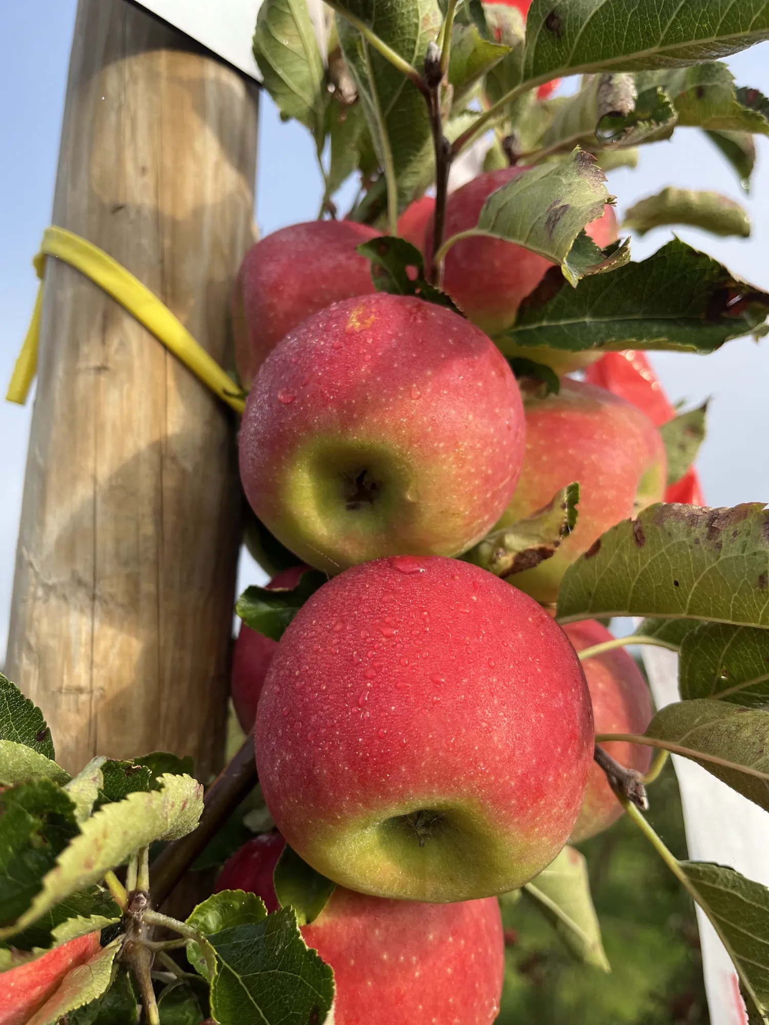 Appelverkoop rechtstreeks uit koeling - diverse soorten