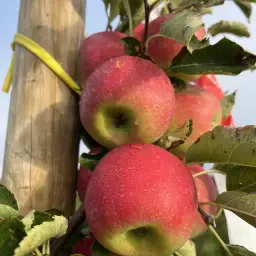 Appelverkoop rechtstreeks uit koeling - diverse soorten