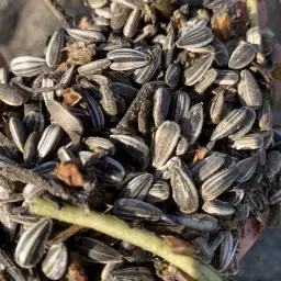 Sonnenblumenkerne, 9 Tonnen, gestreift, getrocknet