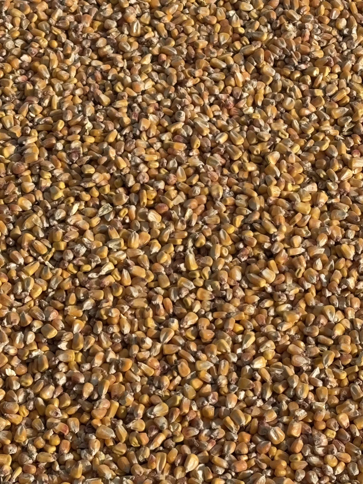 Droge mais te koop: 300 ton, oogst 2025