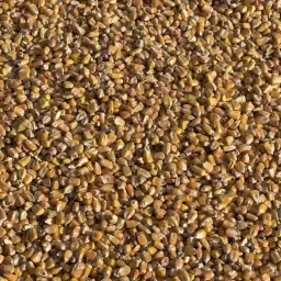 Droge mais te koop: 300 ton, oogst 2025