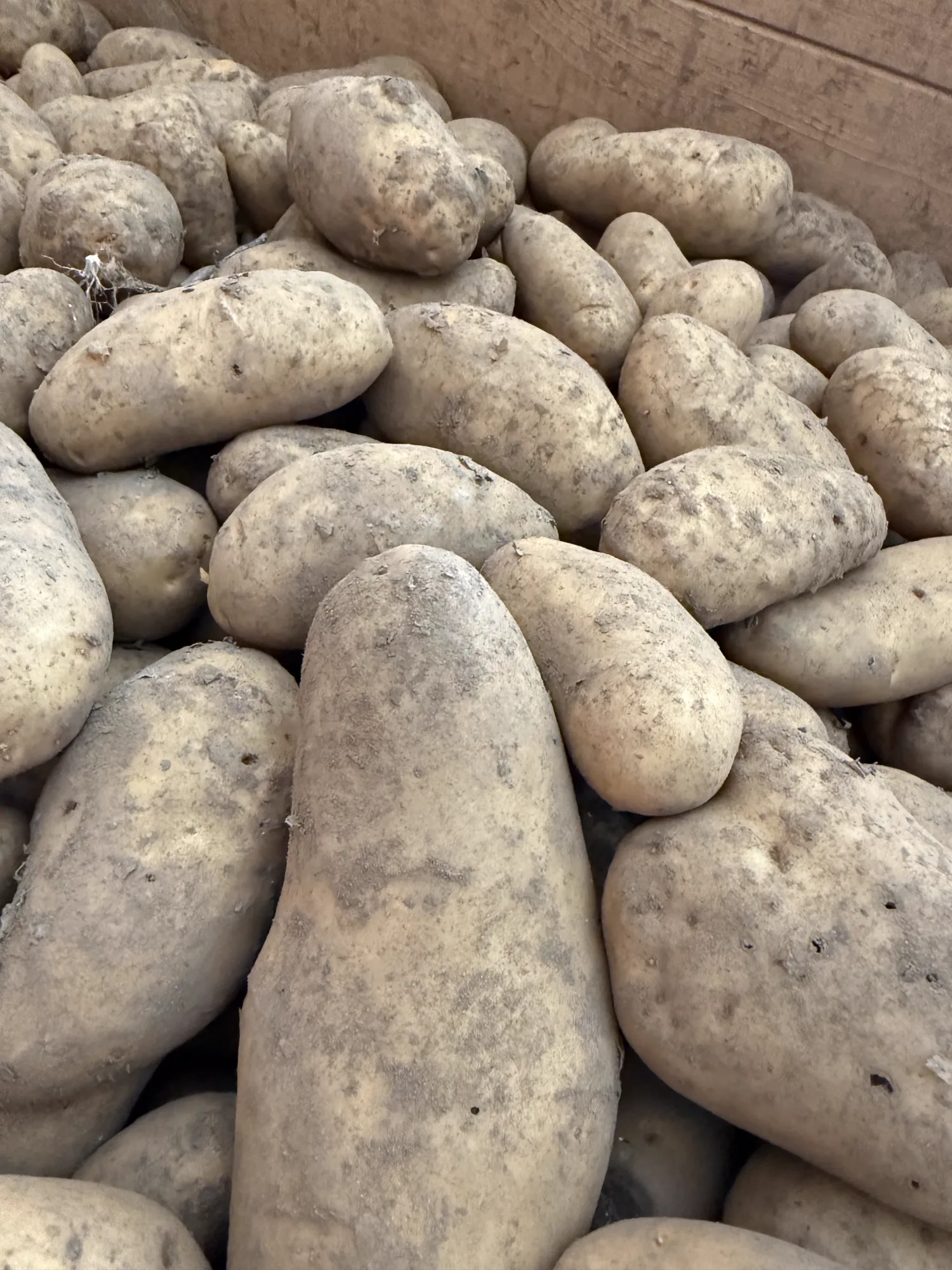 Annabelle Aardappelen, 50t - Scherpe Prijs