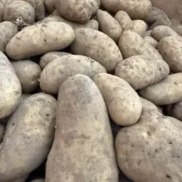 Annabelle Aardappelen, 50t - Scherpe Prijs