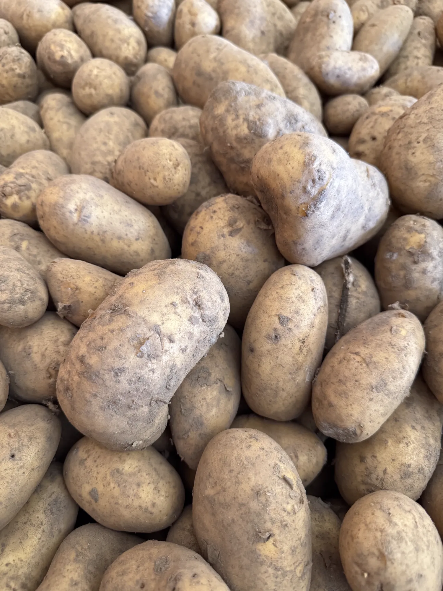 Annabelle Aardappelen, 50t - Scherpe Prijs