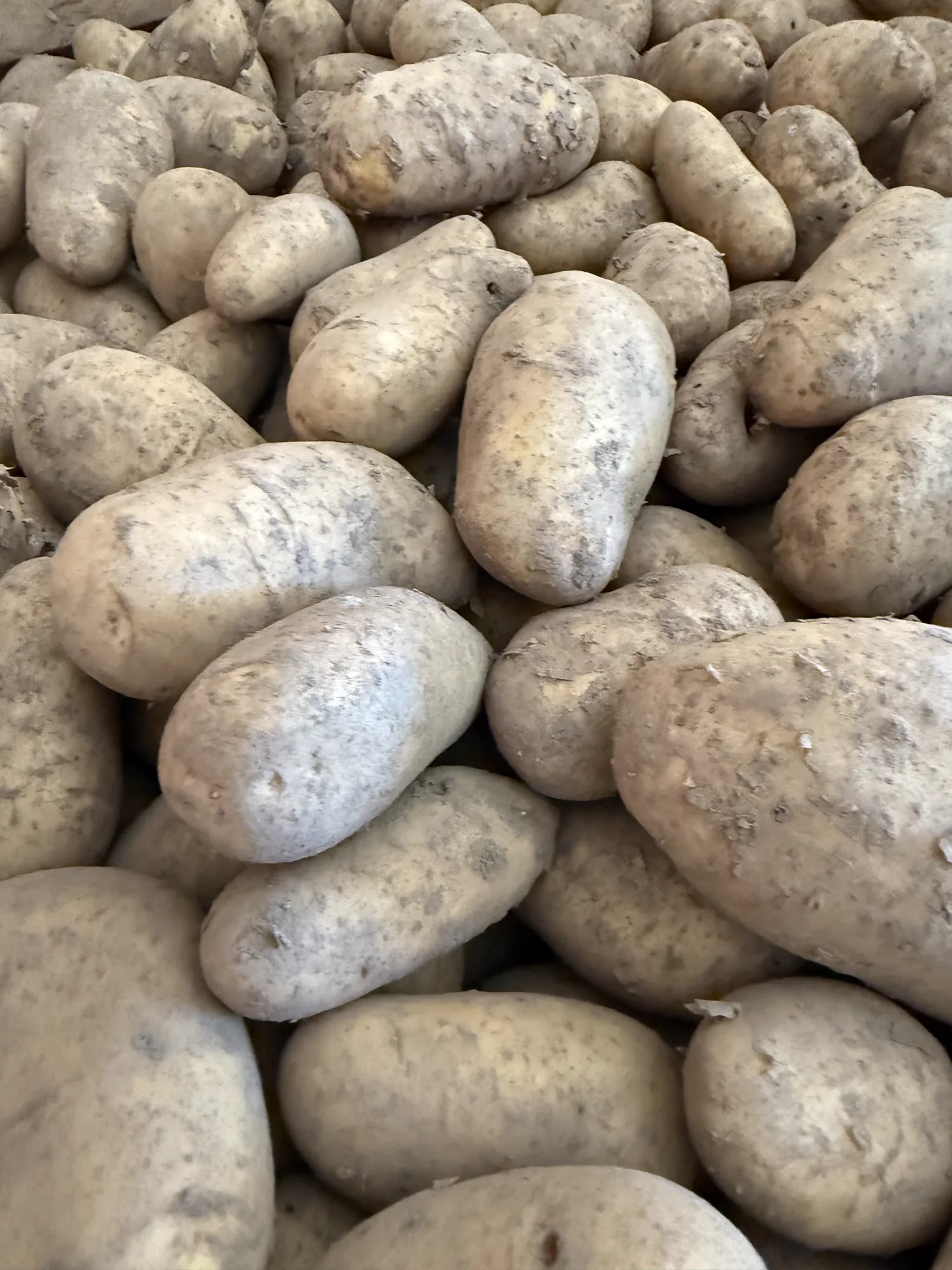 Annabelle Aardappelen, 50t - Scherpe Prijs