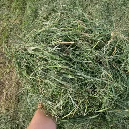 https://cdn.farmtrade.nl/media/167383/conversions/tSIRAr-thumbnail.webp